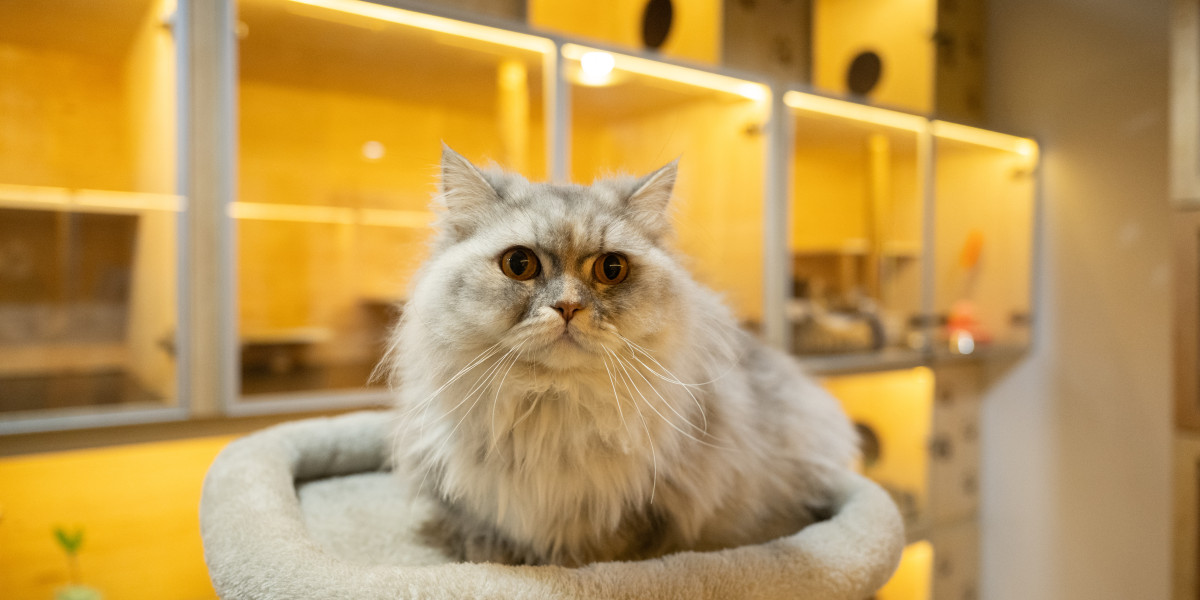 Pet Boarding in Dubai: How to Choose the Right Cat Boarding for Your Feline Companion